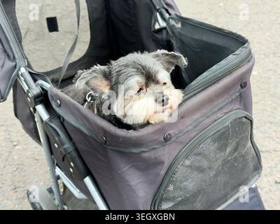 Small mixed-breed dog sitting inside a black pet stroller outdoors terrier mix Stock Photo