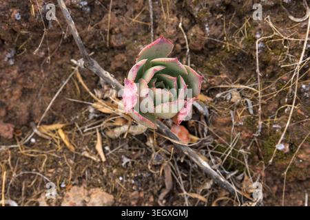 Small green succulent rosette growing in dry volcanic ground in Gran Canaria, Canary Islands, Spain. Stock Photo
