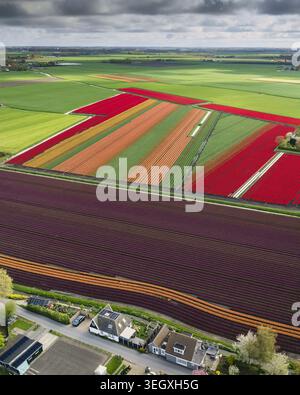 Aerial view of vibrant tulip fields in full bloom with traditional houses and vast green meadows under a dramatic cloudy sky in Bobeldijk, North Holla Stock Photo