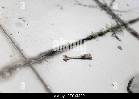 Close-up of a broken bone fragment lying on cracked concrete pavement with small green weeds Stock Photo