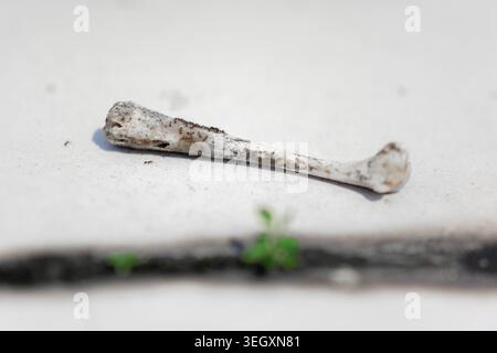 Close-up of a weathered bone fragment resting on concrete with small green sprouts nearby Stock Photo