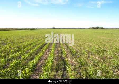 Young green corn sprouts growing in neat rows on a vast agricultural field under a clear blue sky. Commercial background with copy space for farming, Stock Photo