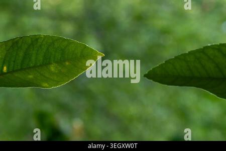 Two leaves face off in the garden Stock Photo