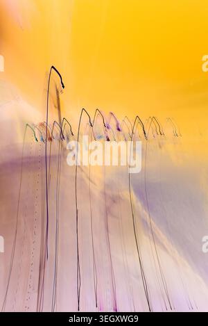 Black and colored lines draw thin vertical arcs through technical movement on a yellow and purple gradient background. Stock Photo