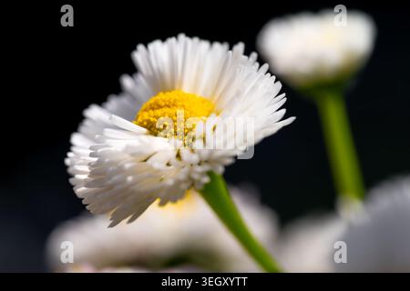 The common daisy (Bellis perennis, often called a daisy or oxeye daisy) is a popular, low-maintenance spring bloomer. It belongs to the Asteraceae Stock Photo
