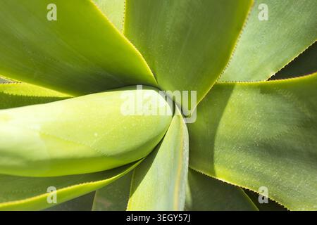 Abstract close-up of green succulent leaves with smooth geometric shapes and soft natural light. Stock Photo