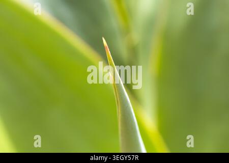 Minimal abstract composition with green tropical leaves and soft blurred background. Stock Photo