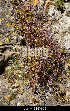 Ivy-leaved toadflax (Cymbalaria mularis) growing on a stone wall in Godshill on the isle of wight, England, UK Stock Photo