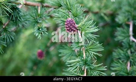 Spring larch branch with fresh green needles and young pink female cones, often called larch roses. Small seed-bearing structures bloom early before h Stock Photo
