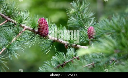 Spring larch branch with fresh green needles and young pink female cones, often called larch roses. Small seed-bearing structures bloom early before h Stock Photo