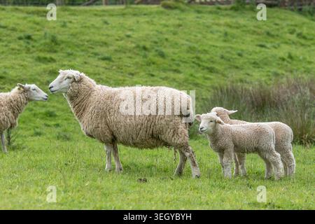 Romney sheep in countryside with her lambs Stock Photo