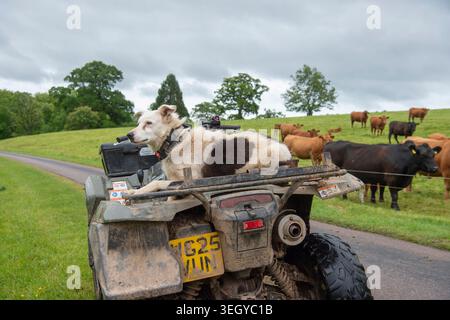 farm collie sitting on a quad bike Stock Photo