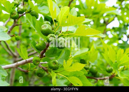 Bunches of unripe green figs grow in abundance on the leafy branches of a fig tree under the warm Mediterranean sun in the lovely village of Molyvos, Stock Photo