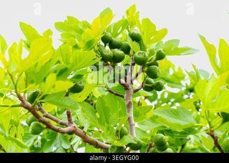 Lush fig tree branch heavily laden with numerous small, green, unripe figs, surrounded by vibrant foliage under a clear sky. Capturing the essence of Stock Photo