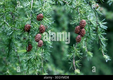 European larch shows soft green needles in tuft-like clusters on pale twigs. Deciduous conifer features upright brown ovoid cones with flat scales. Du Stock Photo