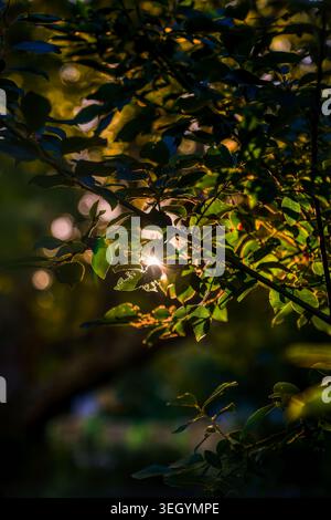 Sunlight breaking through dense green tree leaves with beautiful bokeh background at sunset Stock Photo
