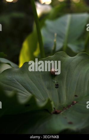 Small snail crawling on a large textured green leaf in a moody garden Stock Photo