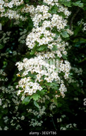 Close-up of a hawthorn branch covered with clusters of white blossoms during peak flowering season Stock Photo