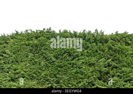 Lush green evergreen hedge bush isolated on white. High-quality cutout of Leyland cypress or Thuja foliage wall, for architectural visualization, gard Stock Photo