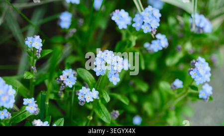 A cluster of small blue forget-me-not flowers blooming beautifully in a lush green garden during springtime. Close up. Stock Photo