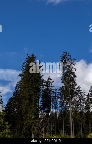 Tall evergreen conifer trees rising against a clear blue sky with soft clouds in a Bavarian forest landscape. Stock Photo
