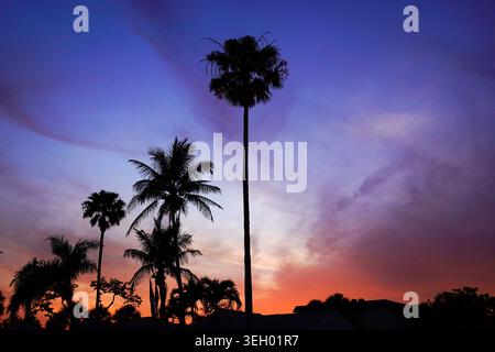 Silhouettes of palm trees are set against a vibrant sunset sky with rich blue and orange hues. Stock Photo