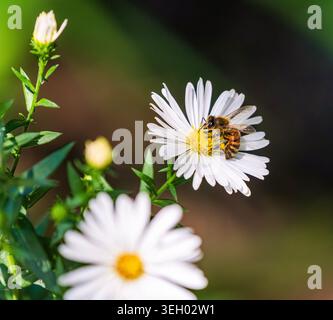 Bee collecting nectar inside a yellow squash blossom. Pollination ...