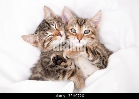 Two adorable tabby kittens snuggle together on a white blanket. Stock Photo