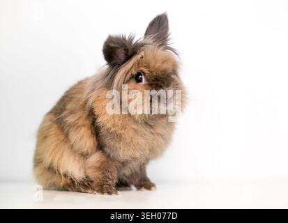 A young fluffy Lionhead rabbit sitting on a white background Stock Photo
