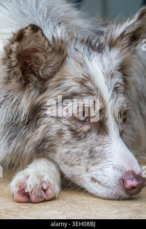 Border Collie dog resting head, showing heterochromia eyes Stock Photo