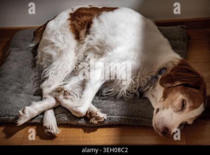 Dog sleeping peacefully on comfortable pet bed Stock Photo