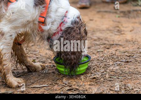 Dog drinking water from collapsible bowl on trail Stock Photo