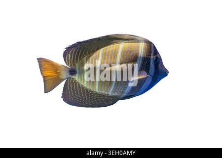 A single butterfly fish, exhibiting a gradient of blues with yellow accents and black eyes, shown from an angled side perspective on a transparent gra Stock Photo