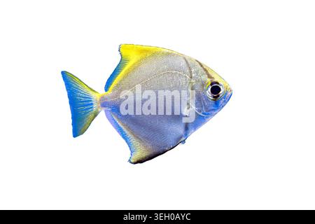 Vibrant yellow-tang fish on white background, facing right, exhibiting blue and yellow hues, prominent tail fin Stock Photo