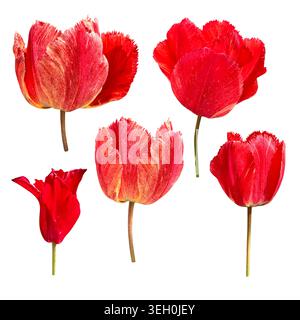 Fringed red tulip flowers set with needle-like edges on petals, detailed texture of fresh bright spring blossom, perfect for botanical designs, floral element of design, decor, soft selective focus Stock Photo