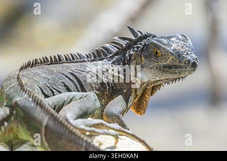 An invasive  Green Iguana (Iguana iguana) on a coral rock in the Florida Keys, USA. Stock Photo