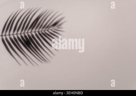 Blurred palm leaf shadow on a neutral pale surface, creating a calm tropical texture with soft light and copy space. Stock Photo