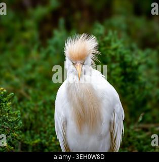 View of a cattle egret in breeding plumage with buff-colored crest and chest feathers at Edwin B. Forsythe National Wildlife Refuge in Galloway, New J Stock Photo