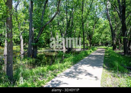 View of Greentree Park featuring a paved walking trail winding through a lush green forest with a small pond Kirkwood, Missouri, United States. Stock Photo