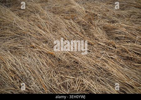 Close up of dry flattened grass forming natural organic texture background with tangled straw pattern in beige and brown tones outdoors. Stock Photo