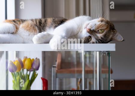 Calico cat lying relaxed on white shelf looking at camera, indoor pet photography, domestic cat with green eyes, tulips in background, cozy home inter Stock Photo