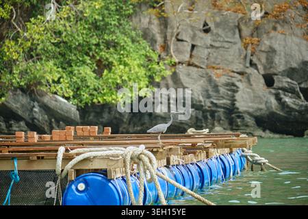 Grey heron standing on wooden platform with blue barrels and bricks in calm tropical water. High quality photo Stock Photo