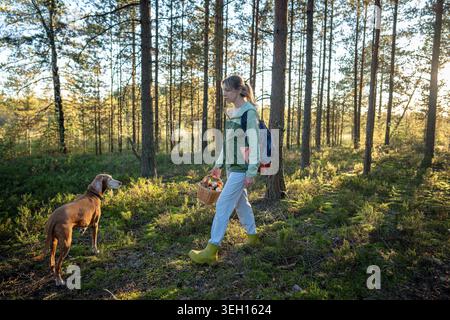Woman hiker with curious Vizsla dog on porcini mushrooms picking spree together in autumn forest. Stock Photo