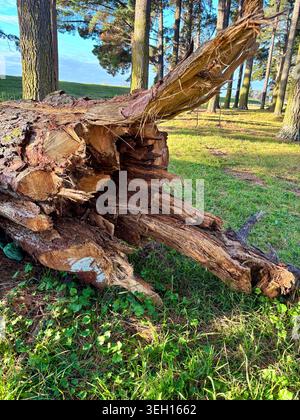 Weathered fallen pine tree log with splintered wood where it naturally fell Stock Photo