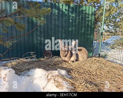 Two brown rabbits resting on hay in a sunny, snowy enclosure Stock Photo