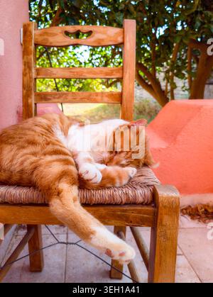 An orange and white cat sits on a chair (Plakias, Crete, Greece) Stock Photo