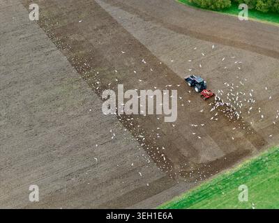 Aerial view of a tractor plowing a brown agricultural field followed by a large flock of white birds in Inveruglass, Scotland, United Kingdom. Stock Photo