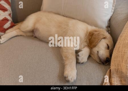 Golden puppy sleeping sideways on light beige sofa cushion, resting head against textured throw Stock Photo