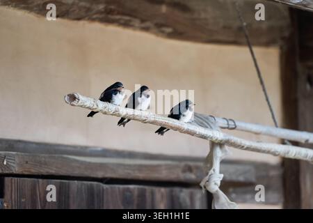 Swallows rest under the eaves of a traditional Korean Hanok. The rustic earthen walls and tiled roof highlight a peaceful rural harmony with nature. Stock Photo