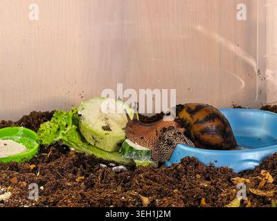 Large African land snail feeding on cucumber and lettuce near water bowl in indoor terrarium. Exotic pet care and feeding concept. Stock Photo